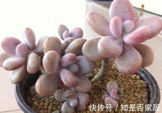 肥厚|推荐几种叶子肥厚的多肉,长势旺盛颜色靓丽,适合新手花友