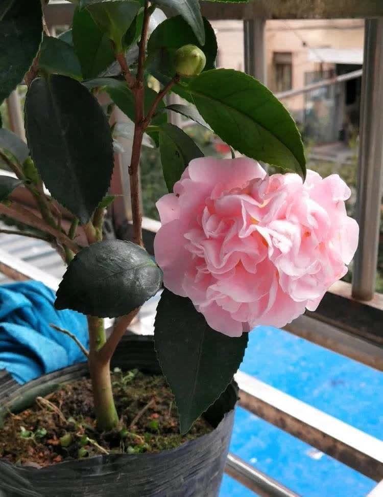 2种花特别适合冬天养,天气越冷花朵越鲜艳,状态比春天的花都美