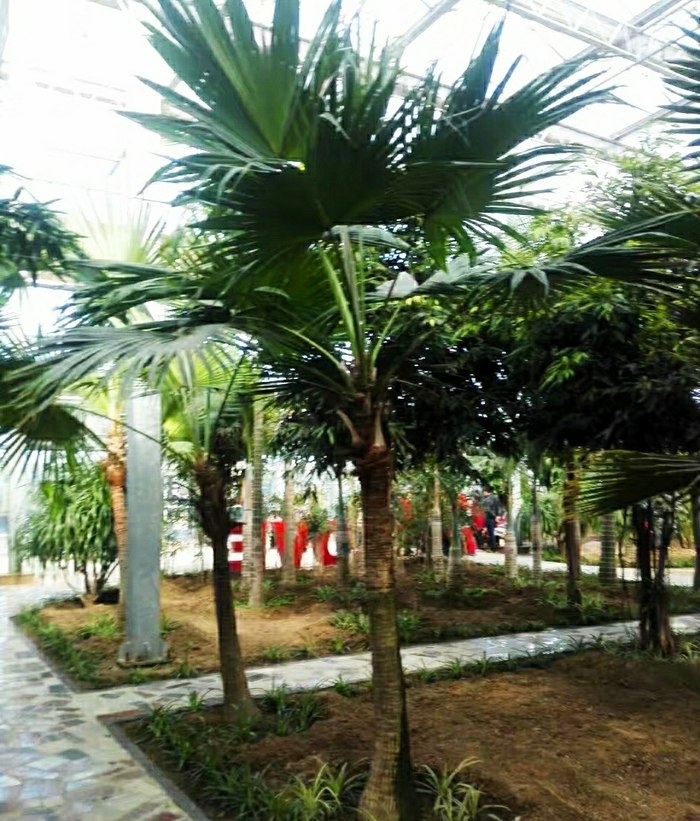 蔬果|宋MAX,感受一下蔬果城堡的寧靜,欣賞彩色的自然