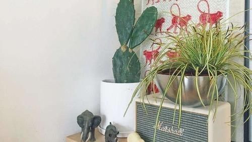 耐阴绿植哪家好?爱花党看过来,更有耐寒的种类