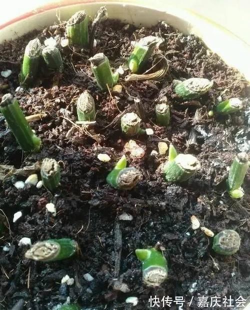 婆婆把花的叶子全“剪掉”,儿媳不理解,10天后花卉越养越旺