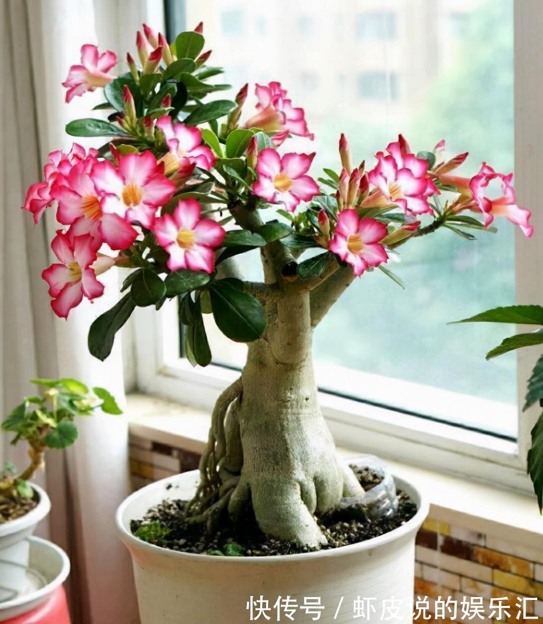 植物|7种“懒人花”，漂亮又好养，客厅养一盆，大气吉祥，养人又旺家