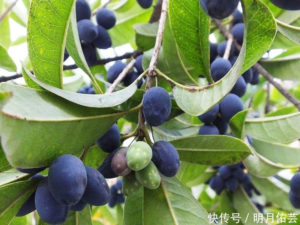桂树|这种树的花120元1斤,果实却长满树没人要,殊不知价值极高
