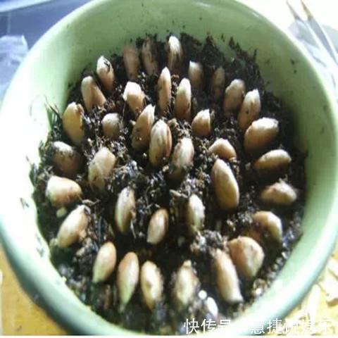此种水果吃完不要扔,放盆里泡下,7天发芽,一个月必爆盆
