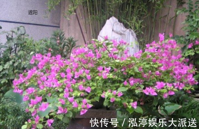施肥|萌新三角梅夏季该如何养护三角梅夏季的养殖方法和注意事项
