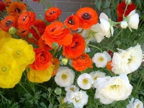 4种花超漂亮,迷人的花朵,开满整个花盆,快养起来吧!