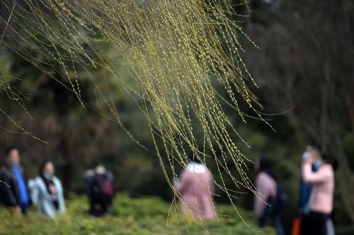 鸡鸣寺“消息树”开花啦！