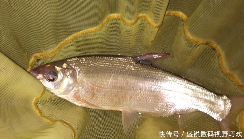 五一小长假想钓鱼?安排,我将告诉你这个假期什么鱼最好钓