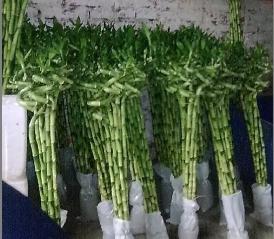 富贵竹养不好，扔个“药片”擦点“酒”，一根长2米，开花好兆头