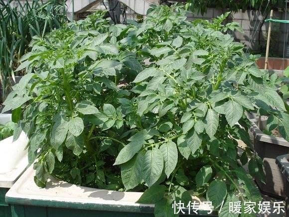 有机肥|厨房吃剩的“2种菜”,随手丢盆里,秋天收获一大盆,太惊喜了