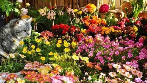  不烂|捡点垃圾放花盆，花儿舒舒服服，十年不烂根，花开枝繁叶茂