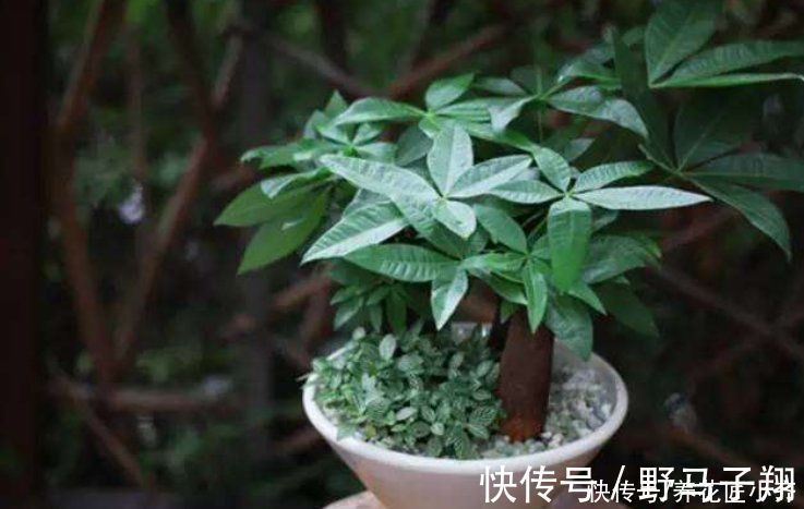 养这7种花,“醋”要经常浇,每月浇一碗,叶子绿油油