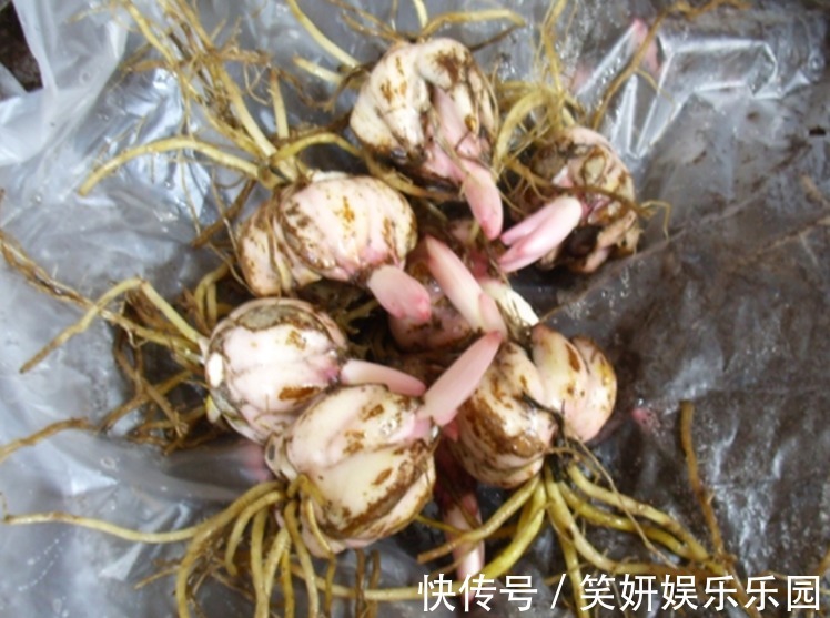 土壤|这款洋葱花天热多栽点,埋土里1个月开花,秋季爆崽,年年复花