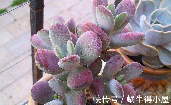 多肉福娘里好看却不容易养好的胖美人，乒乓福娘