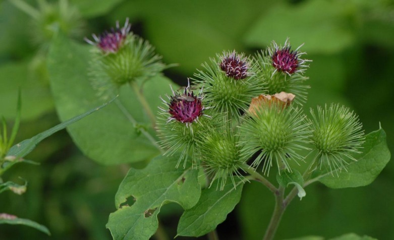 野菜|乡下一种植物,名有“牛鞭”,少有健脑野菜之一,食用价值高