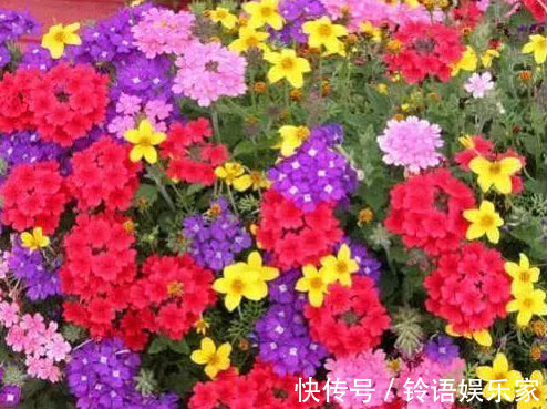 三角梅|家里就养这“3种花”,好看好养又便宜,开起花来拦都拦不住,美