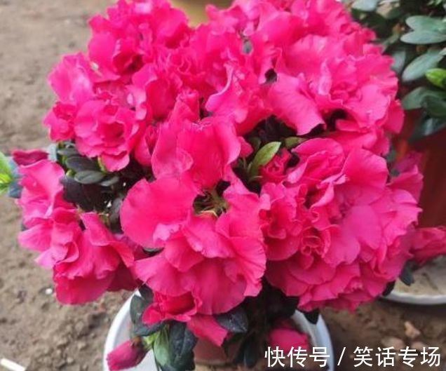养花就养4种花，好养易活花量大，浇水就疯长，开花爆盆很容易