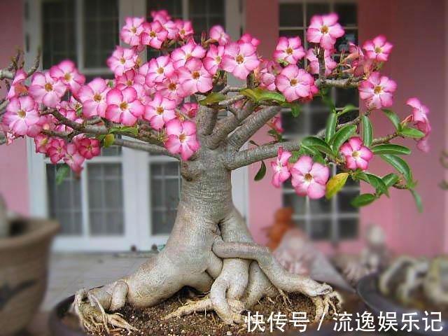 金枝玉叶|7种“富贵花”能活一百年,越养越值钱,家里的“摇钱树”