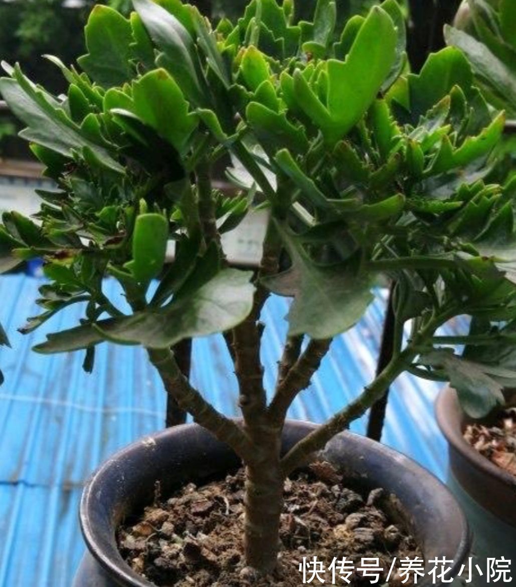 植株|长寿花这样修剪，2年养成老桩，枝头长满花苞