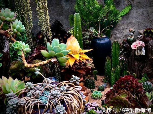 仙境|他痴迷养多肉,将500多盆多肉养出“高级感”,大家都夸美如仙境