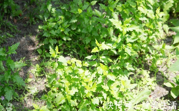 小根|65种野菜图片，带你认识不同的野菜和吃法，你想要的野菜这里都有