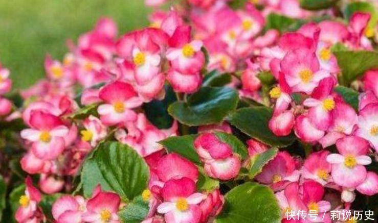 四季秋海棠|此几种花卉养在家里,一年开成瀑布花,美翻了