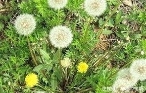 乳痈|一杯蒲公英茶，功效多到想不到，可惜知道的人却不多，可惜了！