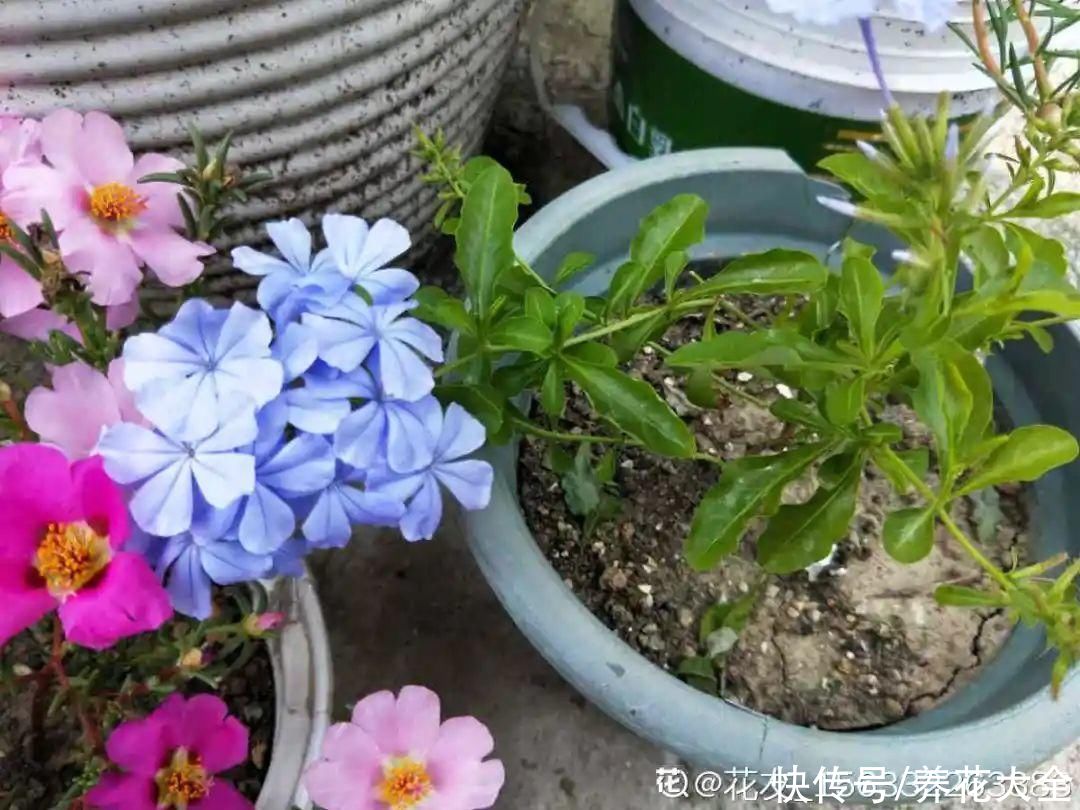 7种“落地生根”花，春天多插几棵，成活率特别高