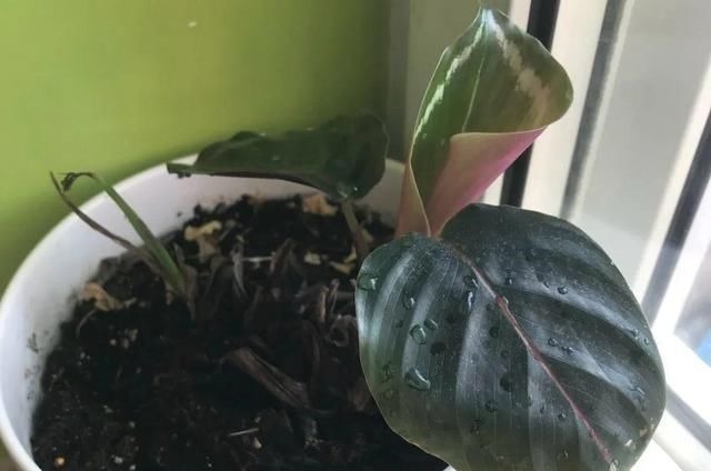 6种花一天不浇水,叶子就耷拉,缺水3天就死翘