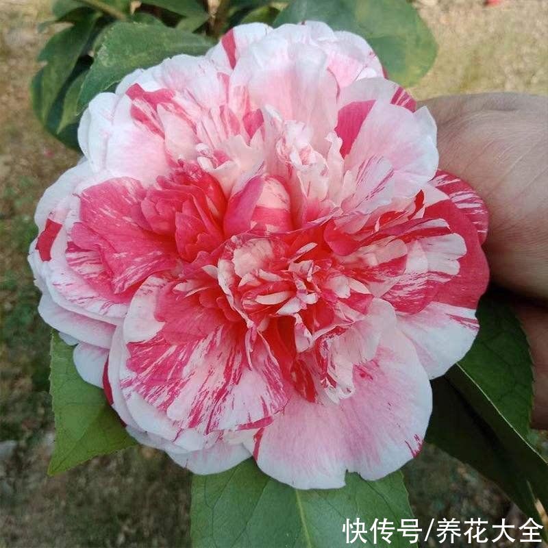 超耐寒的6种花，冬天越冷开花越多，就适合冬天养