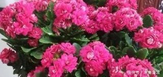 叶子|不要再扔掉这个东西了,往花盆里加一个花就多了,叶子绿了,比花强10倍