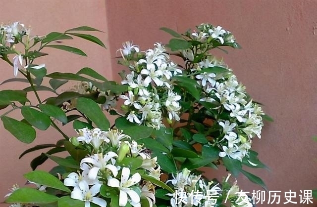 这首歌|养盆九里香，花色素雅有气质，比香水还好闻，易打理好养活