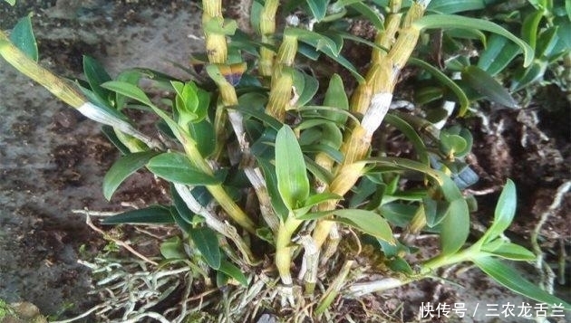 石斛怎么养? 石斛烂根怎么办?