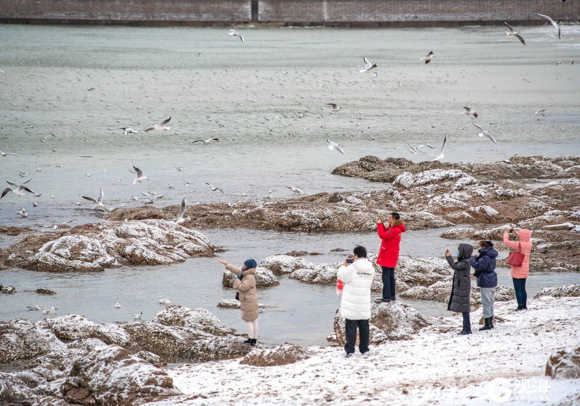 栈桥，海鸥和雪景更配！