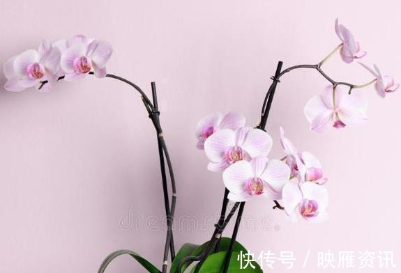 过年买的蝴蝶兰|过年买的蝴蝶兰,不要轻易就扔掉,懂花的人都去楼下捡