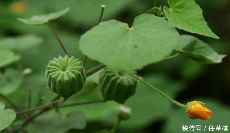 中药|乡下不起眼的“野草”，却是不可多得的中药，城里人高价难求！