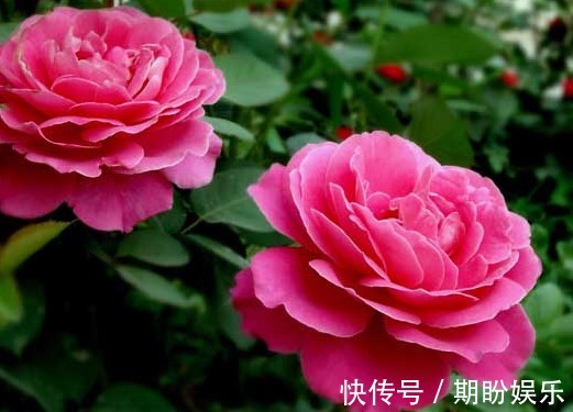 几种厕所总是有异味，不妨养这些花朵，香味四溢，强过空气清新剂