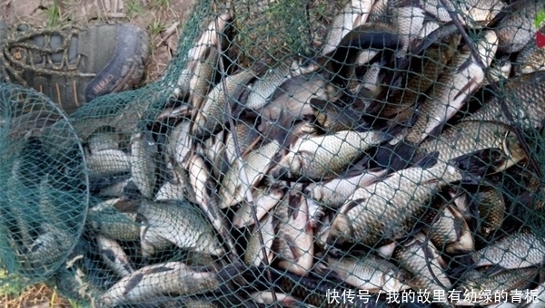 早春钓鲫鱼,4钓4不钓,换个思路,渔获更多