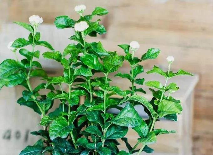 茉莉花|6种北方不适合养的花卉,技术不到位容易死,非高手就不要考虑了