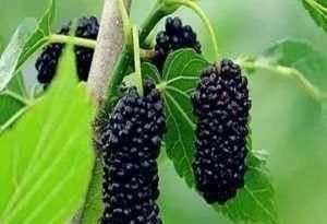 将桑葚|桑葚不能乱洗,只需多加这一步,脏东西虫卵自动跑出来