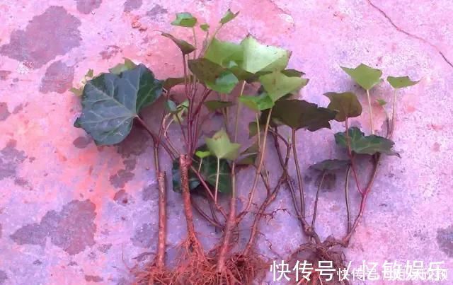 枝条|养花爱好者看过来这15种花现在“扦插”，生根快，一个周就长芽