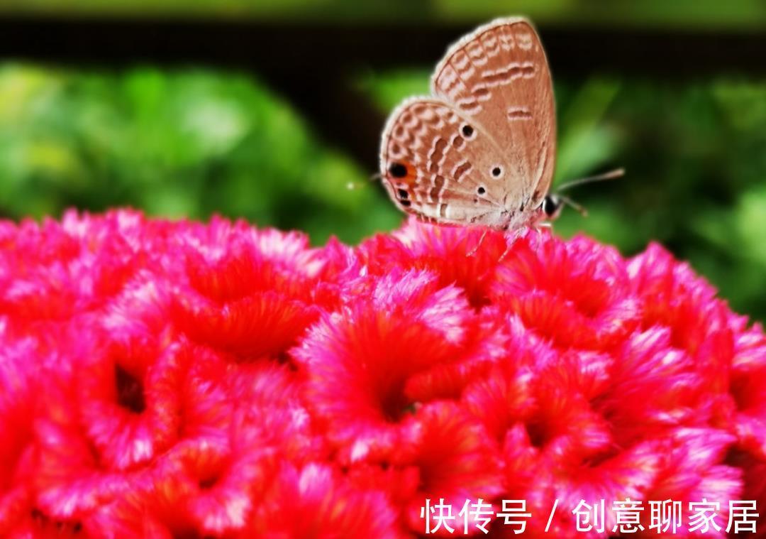 凤仙花|10种花开完不要剪,等20天之后,1盆变多盆