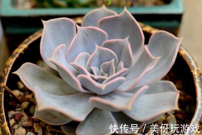 株型|新手养多肉经常挂掉?那是没养过丽娜莲,它可让你重拾养肉的信心