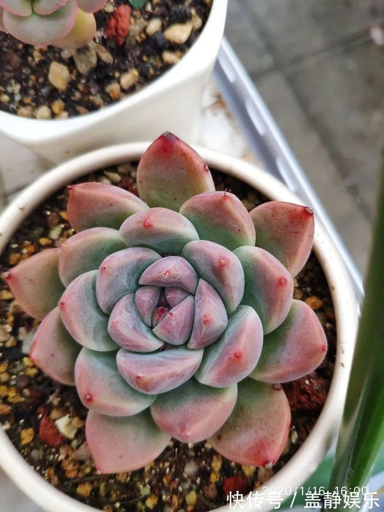 多肉是戒不掉的瘾!多肉小白入坑一年小记!
