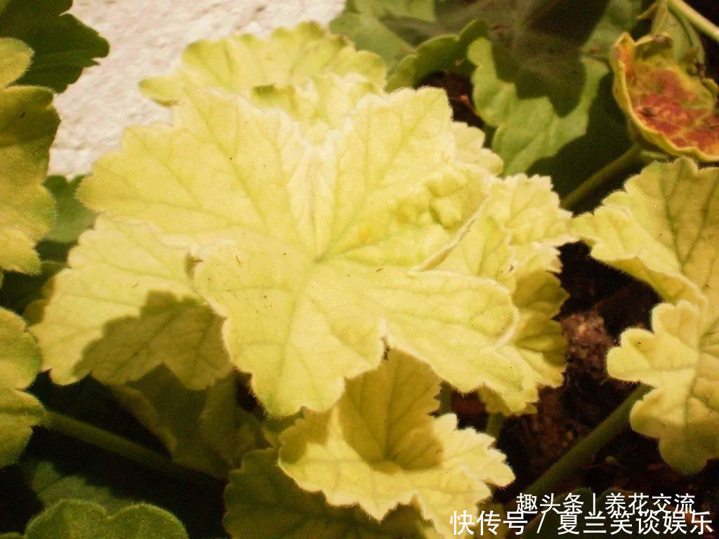 养护|6种特别怕热的花卉,度夏要多注意几点,夏天容易挂,养护要谨慎