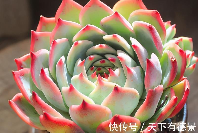 多肉|炎热的夏季养殖多肉吉娃娃，呵护好这几点，莲花头漂亮极了