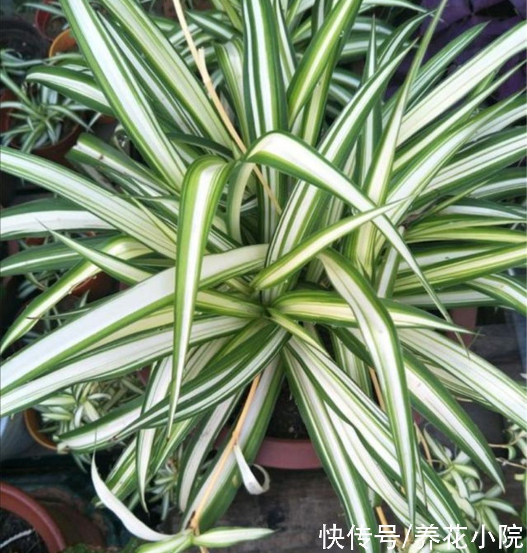 养花|3种植物,被称为“净化空气小能手”,养在家里漂亮又美观
