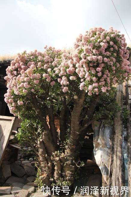 烂根|20年的玉树,10年的芦荟,枝干“胳膊粗”,是这样养成的