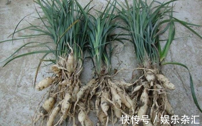 养神芝#这植物,被鬼谷子誉为“养神芝”,是安神润肺的良药,遇到别错过