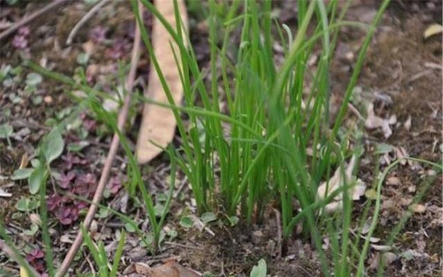 味道|农村野外常见,能温补助阳却被视为杂草,太可惜了!